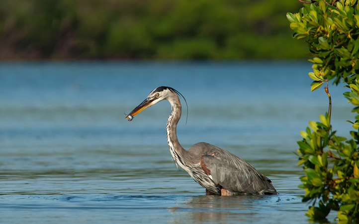 blue heron with fish near mangroves