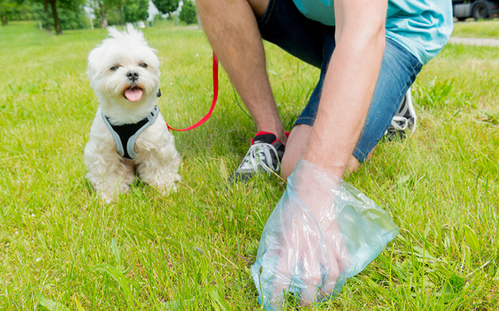 dog-waste-pickup722x450
