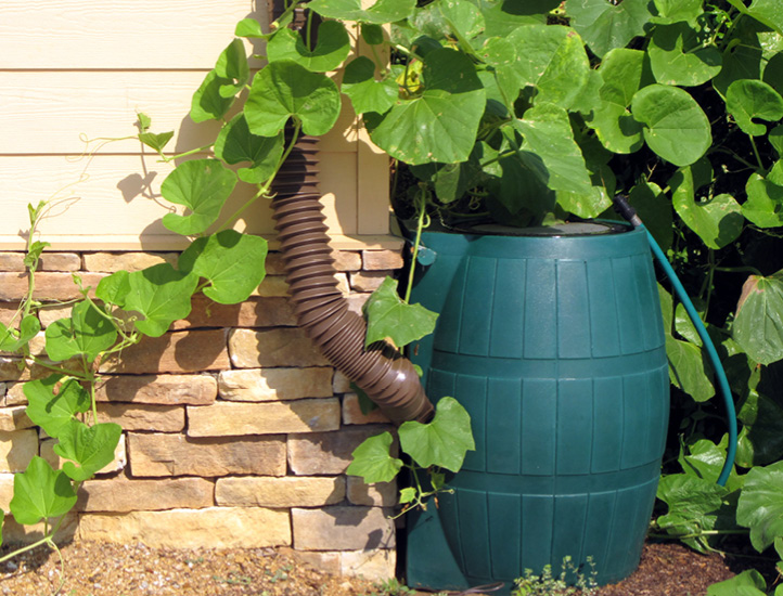 Rain barrel sits below gutter