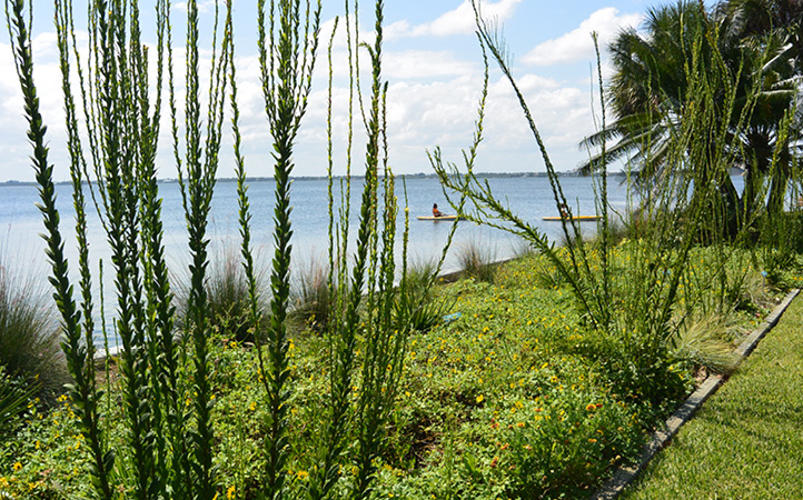 native landscape waterway buffer