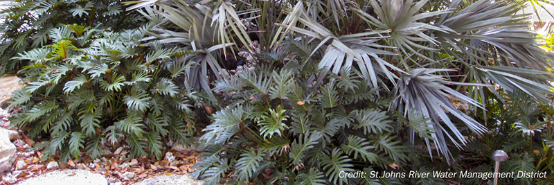Florida-friendly landscaping 